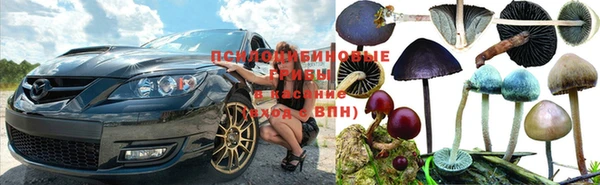 прущие грибы Магас
